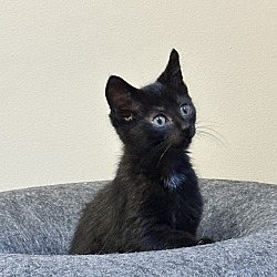 Thumbnail photo of Salem #3