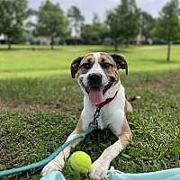 adopt a pet