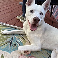 adopt a pet