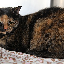 Thumbnail photo of Betty (Declawed & Spayed) #3