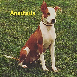 Thumbnail photo of Anastasia #2