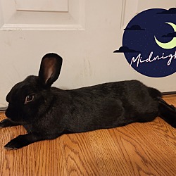 Photo of Midnight