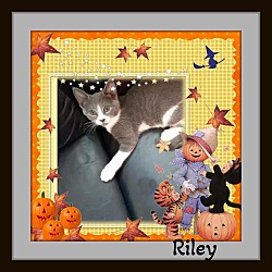 Photo of Riley - Snuggler