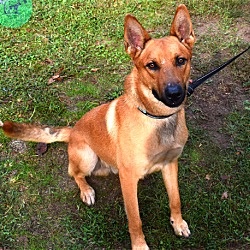 Photo of Wesson Handsome Boy Great Ears!