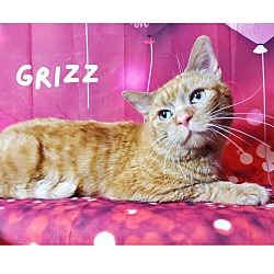 Thumbnail photo of Grizz #1