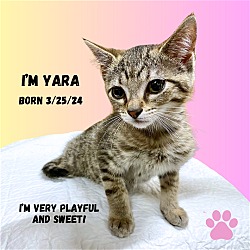 Photo of CAT-YARA