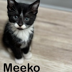 Photo of Meeko