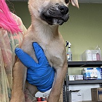 adopt a pet