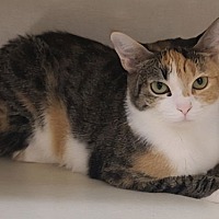 adopt-pet