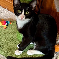 adopt a pet