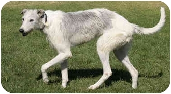 irish wolfhound borzoi mix