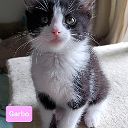 Thumbnail photo of Garbo #1