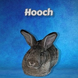 Thumbnail photo of Hooch (bonded to Turner) #1