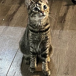 Photo of Ophelia