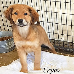 Thumbnail photo of Erya~adopted! #2