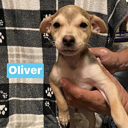 Photo of Oliver