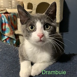 Photo of Drambuie