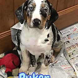 Photo of ADOPTED! Ryker