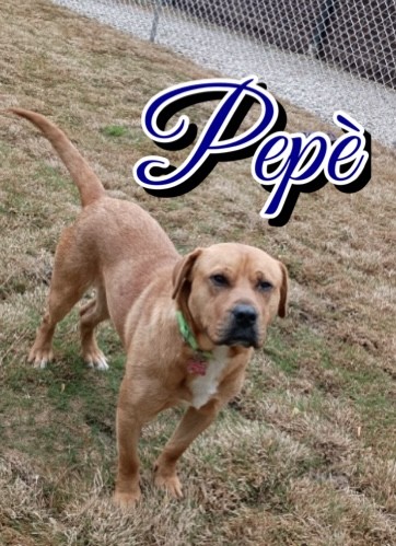 Thumbnail photo of Pepe’ #2