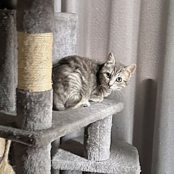 Photo of Tamale Kitty
