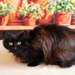 Photo of Longhair Lily