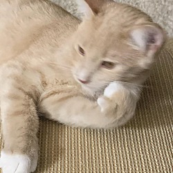 Thumbnail photo of Callahan, A Sweet Yellow Tabby #2