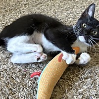 adopt a pet