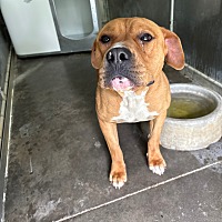 adopt a pet