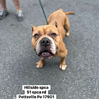adopt a pet