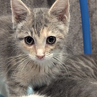 adopt-pet