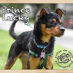 Photo of Prince Lucky