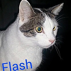 Thumbnail photo of Flash #1