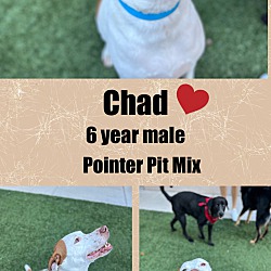 Thumbnail photo of CHAD  - 6 YEAR POINTER MIX #1