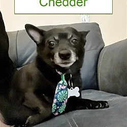 Thumbnail photo of Chedder #3