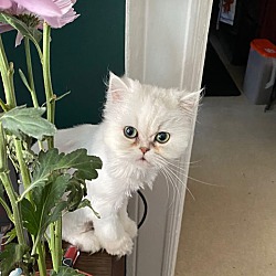 Photo of Lily the Persian