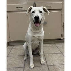Photo of *PIPER
