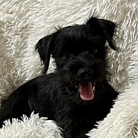 adopting animals from petsmart near me｜TikTok Search