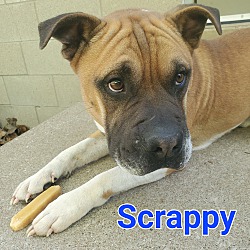 Photo of Scrappy