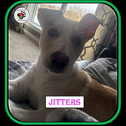 Thumbnail photo of Jitters #4