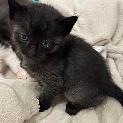 Photo of Black gray kitten