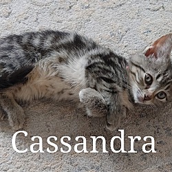 Thumbnail photo of Cassandra #2