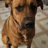 adopt a pet
