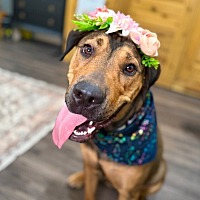 adopt a pet