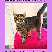 adopt a pet