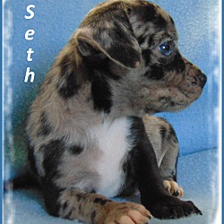 Thumbnail photo of Seth-Adoption Pending #1