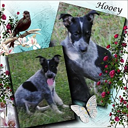 Thumbnail photo of Hooey #1