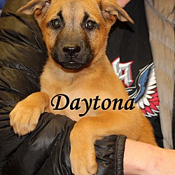 Thumbnail photo of Daytona~adopted! #1