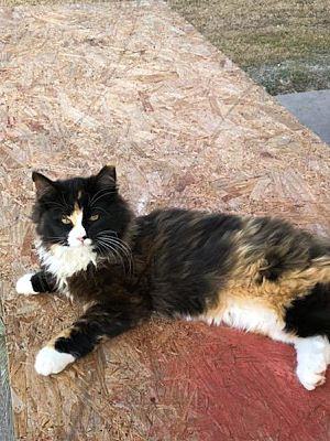 Myrtle Beach Sc Calico Meet Bella A Pet For Adoption
