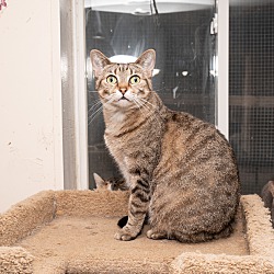 Bengal Kittens For Sale In Illinois Adoptapet Com