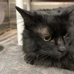 Spca Cincinnati Sharonville In Cincinnati Ohio